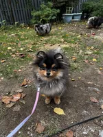Sunny, a female Pomeranian for sale in Boston, MA – 10 of 10