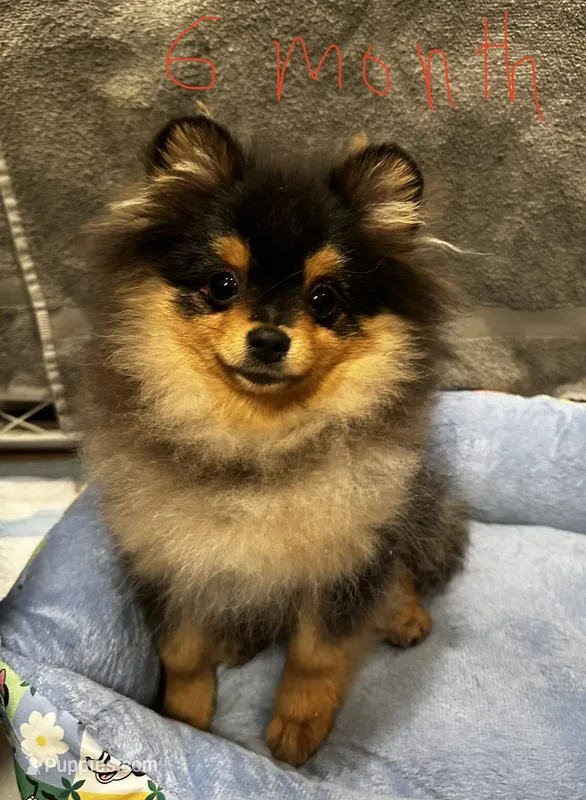 Sunny – Pomeranian puppy for sale in Boston, MA