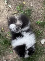 Cowboy tri-Merle , a male Pomeranian for sale in Boston, MA – 6 of 7