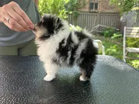 Cowboy, a male Pomeranian for sale in Boston, MA – 10 of 10