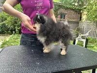LilyRose, a female Pomeranian for sale in Boston, MA – 4 of 6
