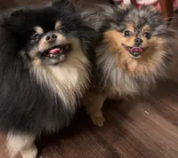 Sunny, a female Pomeranian for sale in Boston, MA – 7 of 10