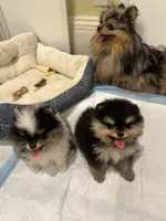 Cowboy, a male Pomeranian for sale in Boston, MA – 9 of 10