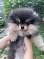 LilyRose, a female Pomeranian for sale in Boston, MA – 2 of 6