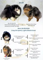 Cowboy, a male Pomeranian for sale in Boston, MA – 2 of 10