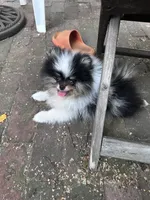 Cowboy tri-Merle , a male Pomeranian for sale in Boston, MA – 4 of 7