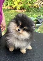 LilyRose, a female Pomeranian for sale in Boston, MA – 1 of 6