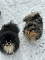 Sunny, a female Pomeranian for sale in Boston, MA – 9 of 10