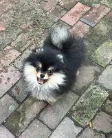 LilyRose, a female Pomeranian for sale in Boston, MA – 2 of 8