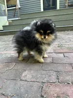 Sunny, a female Pomeranian for sale in Boston, MA – 8 of 10