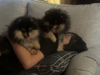 Sunny, a female Pomeranian for sale in Boston, MA – 5 of 10