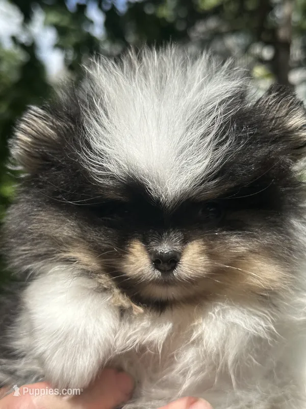Cowboy – Pomeranian puppy for sale in Boston, MA