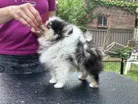Cowboy tri-Merle , a male Pomeranian for sale in Boston, MA – 7 of 7