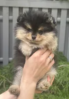 Lily-Rose, a female Pomeranian for sale in Boston, MA – 2 of 9