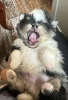 Cowboy, a male Pomeranian for sale in Boston, MA – 6 of 10