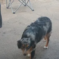 Faith, a female Toy Australian Shepherd for sale in Saint Joseph, MO – Photo 6 of 7