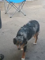 Faith, a female Toy Australian Shepherd for sale in Saint Joseph, MO – Photo 6 of 7