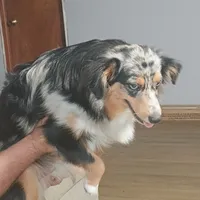 Faith, a female Toy Australian Shepherd for sale in Saint Joseph, MO – Photo 7 of 7