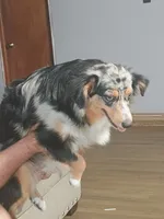 Faith, a female Toy Australian Shepherd for sale in Saint Joseph, MO – Photo 7 of 7