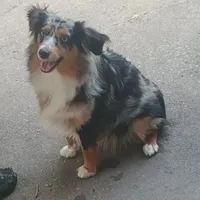 Faith, a female Toy Australian Shepherd for sale in Saint Joseph, MO – Photo 1 of 7