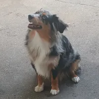 Faith, a female Toy Australian Shepherd for sale in Saint Joseph, MO – Photo 4 of 7