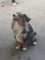 Faith, a female Toy Australian Shepherd for sale in Saint Joseph, MO – Photo 4 of 7