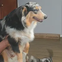 Faith, a female Toy Australian Shepherd for sale in Saint Joseph, MO – Photo 2 of 7