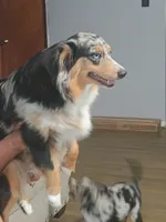 Faith, a female Toy Australian Shepherd for sale in Saint Joseph, MO – Photo 2 of 7