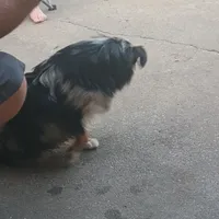 Faith, a female Toy Australian Shepherd for sale in Saint Joseph, MO – Photo 5 of 7