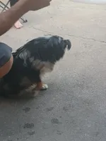Faith, a female Toy Australian Shepherd for sale in Saint Joseph, MO – Photo 5 of 7