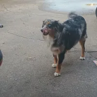Faith, a female Toy Australian Shepherd for sale in Saint Joseph, MO – Photo 3 of 7