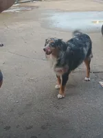 Faith, a female Toy Australian Shepherd for sale in Saint Joseph, MO – Photo 3 of 7