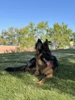 Zara, a female German Shepherd Dog for sale in Las Vegas, NV – Photo 2 of 3
