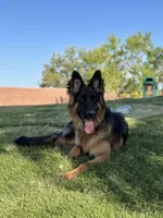 Zara, a female German Shepherd Dog for sale in Las Vegas, NV – Photo 1 of 3