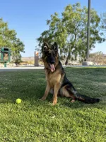 Zara, a female German Shepherd Dog for sale in Las Vegas, NV – Photo 3 of 3