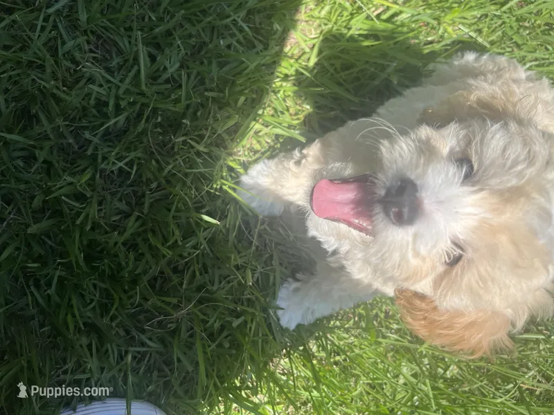 Honey – Poodle - Miniature  puppy for sale in Cleveland, TX