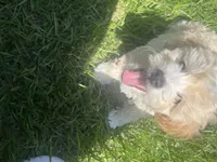Honey, a female Poodle - Miniature  for sale in Cleveland, TX – 1 of 2