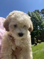 Honey, a female Poodle - Miniature  for sale in Cleveland, TX – 2 of 2