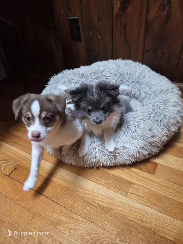 Bagel  – Pomeranian, Chiweenie puppy for sale in Roanoke, VA
