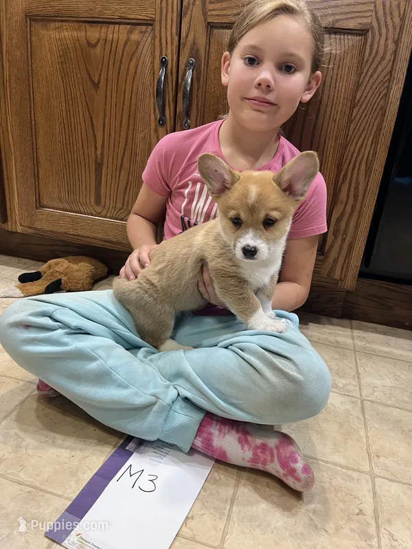 M3- DM free – Pembroke Welsh Corgi puppy for sale in Nokomis, IL