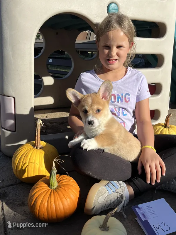 M3- DM free – Pembroke Welsh Corgi puppy for sale in Nokomis, IL