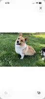 Expecting-DM Free, a  Pembroke Welsh Corgi for sale in Nokomis, IL – 2 of 2