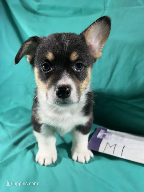 M1-DM Free – Pembroke Welsh Corgi puppy for sale in Nokomis, IL