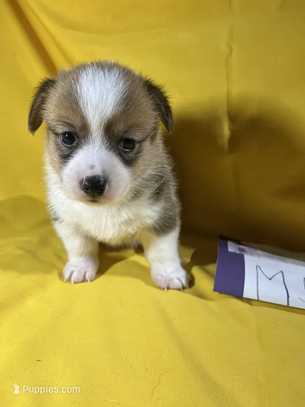 M5- DM Free – Pembroke Welsh Corgi puppy for sale in Nokomis, IL