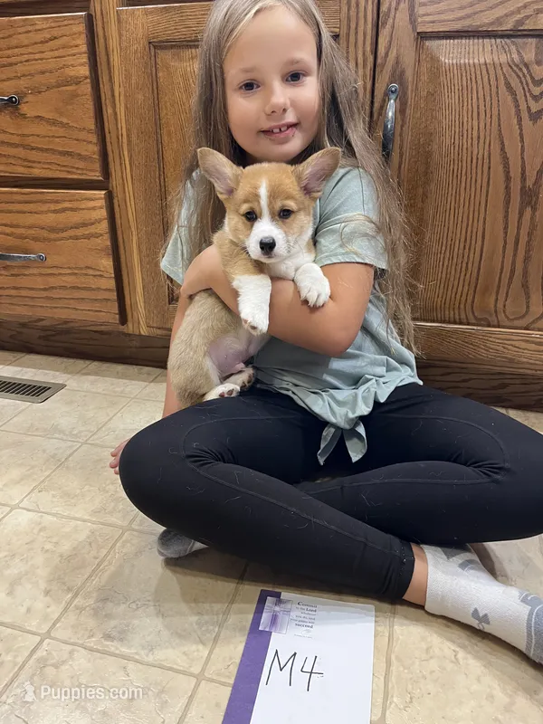 M4- DM free – Pembroke Welsh Corgi puppy for sale in Nokomis, IL