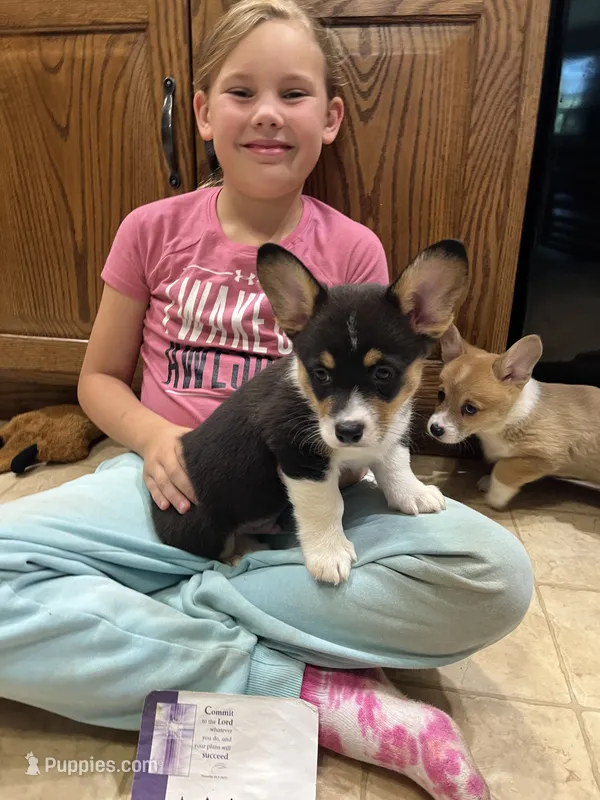 M1-DM Free – Pembroke Welsh Corgi puppy for sale in Nokomis, IL