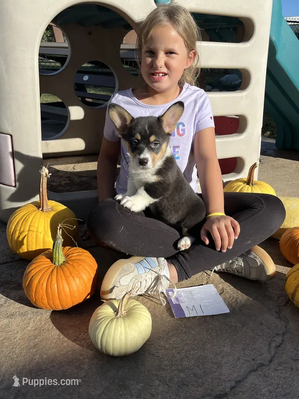 M1-DM Free – Pembroke Welsh Corgi puppy for sale in Nokomis, IL