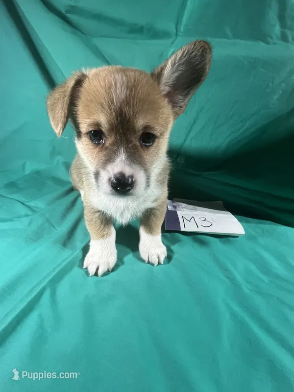 M3- DM free – Pembroke Welsh Corgi puppy for sale in Nokomis, IL