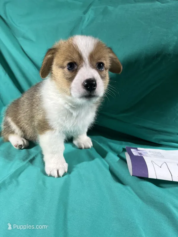 M5- DM Free – Pembroke Welsh Corgi puppy on hold in Nokomis, IL