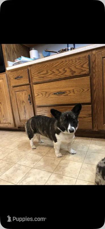 Expecting-DM Free – Pembroke Welsh Corgi puppy for sale in Nokomis, IL